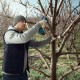 06019K1021 | Bosch | Foarfeca pentru crengi cu acumulatori Bosch Pro Pruner, 2 Acu x 3.0 Ah Foarfeca pentru crengi cu acumulatori Bosch Pro Pruner, 2 Acu x 3.0 Ah