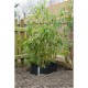 Nature Folie împotriva rădăcinilor, 0,7 x 3m HDPE negru 6030226 Nature Folie împotriva rădăcinilor, 0,7 x 3m HDPE negru 6030226