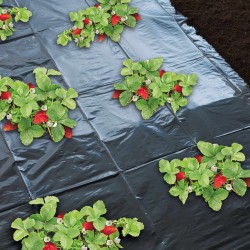 Folie de mulcire pentru căpșuni, 1,4 x 20 m, 6030231